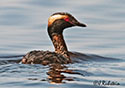 Podiceps auritus